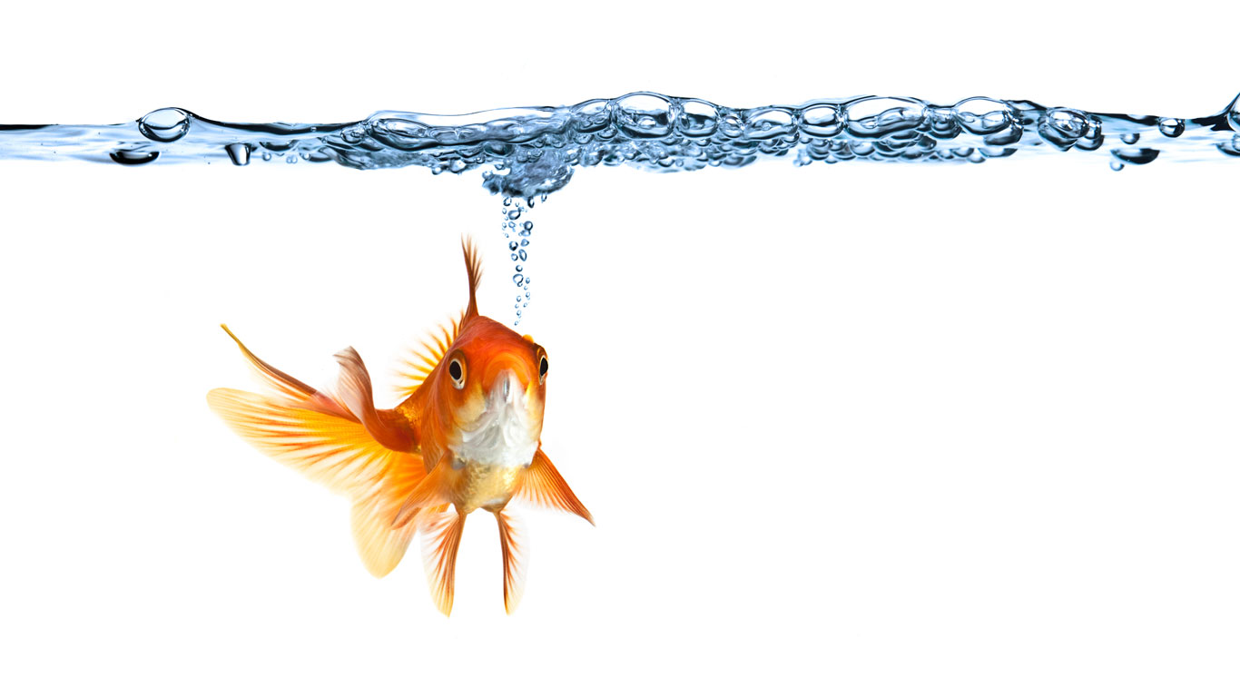 Trinken Fische Trinken Fische