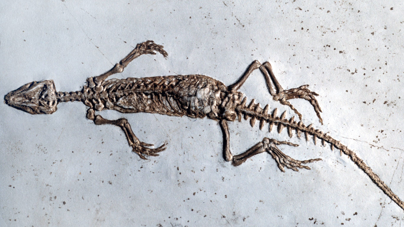 Fossil