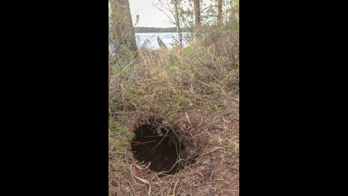 Biber - Der Baumeister ist zurück - Welt der Wunder TV