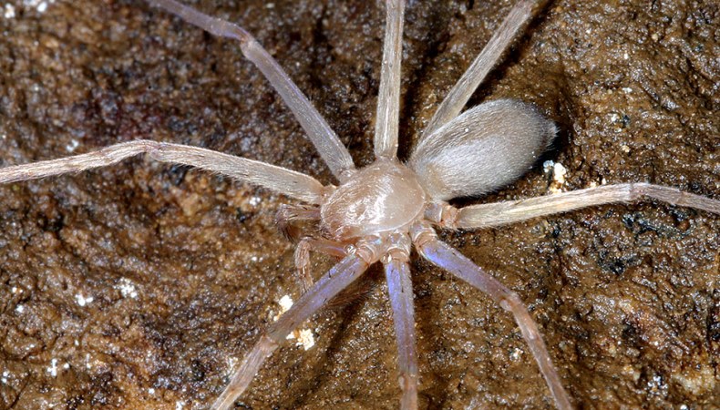 Spinne ohne Augen