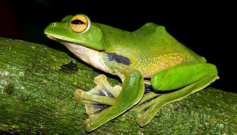 Fliegender Frosch
