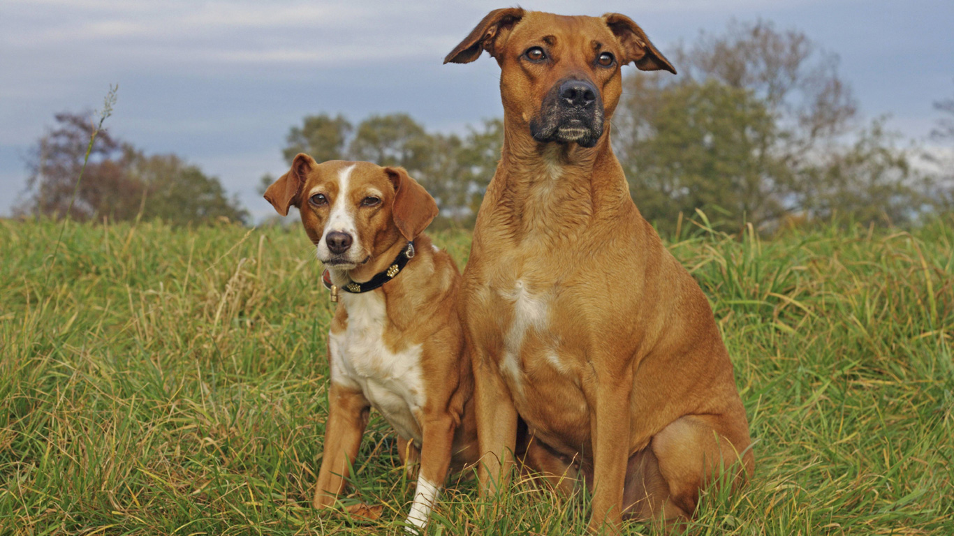 Pudel, Labrador und Co. Welcher Hund passt zu mir? Welt der Wunder TV