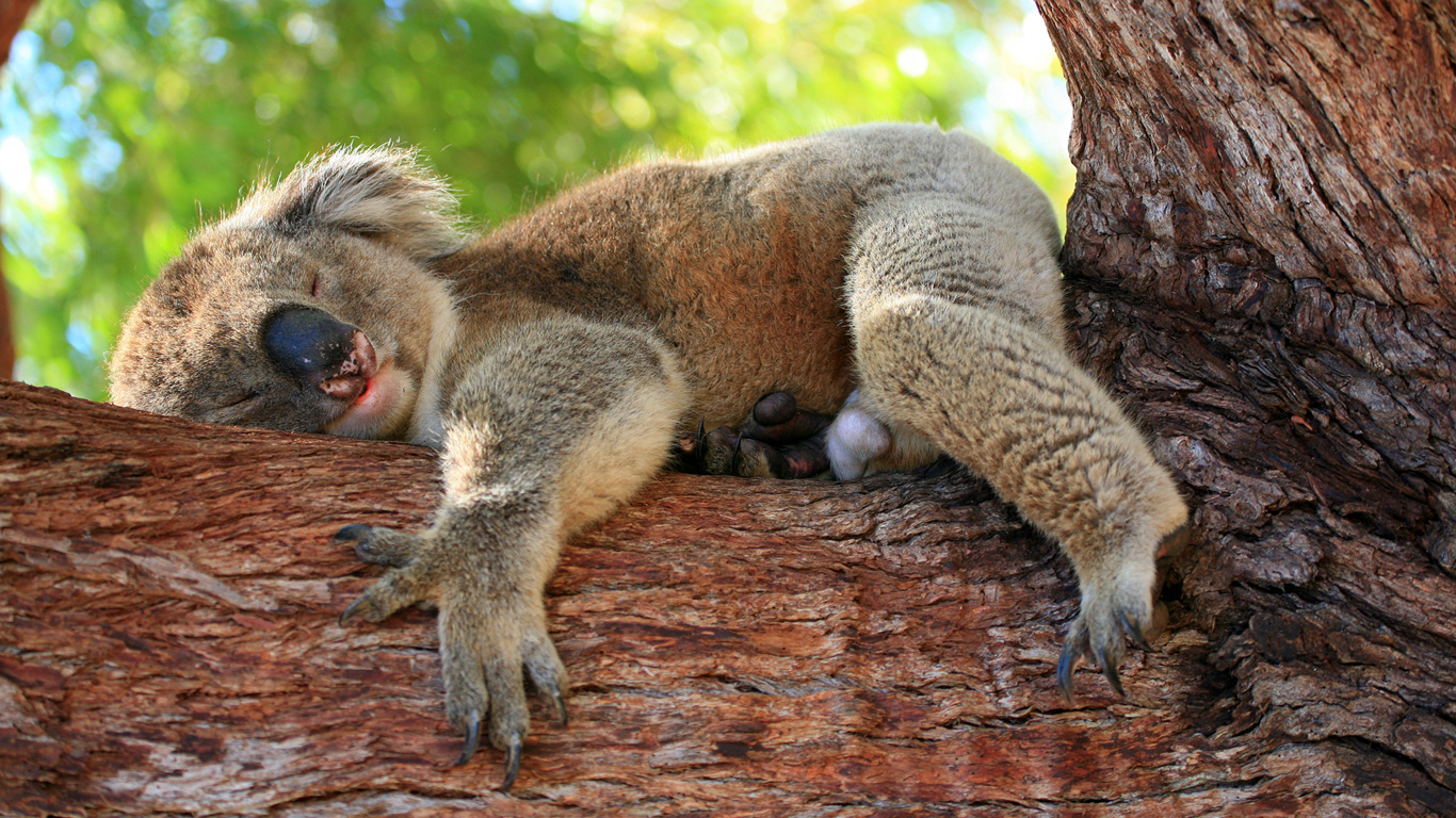 Koalas In Gefahr Stirbt Das Faulste Tier Der Welt Aus Welt Der Wunder Tv