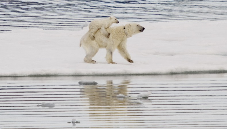 Es Lebt Der Eisbär In Sibirien