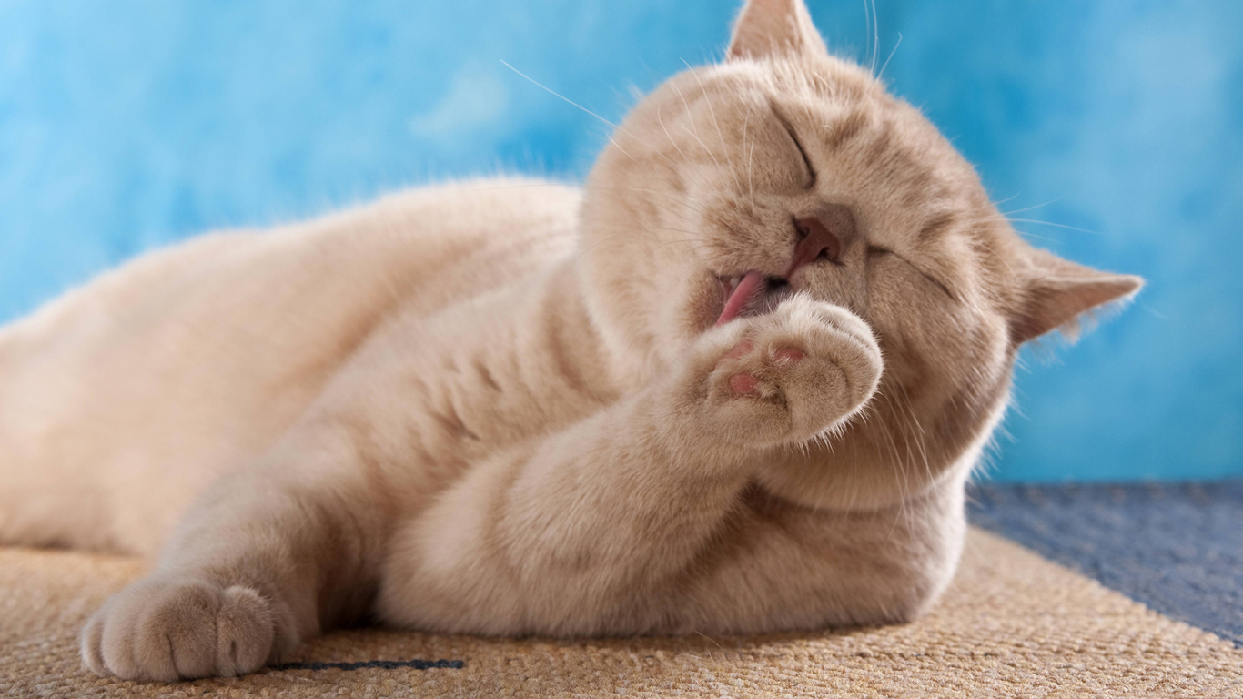 Katze