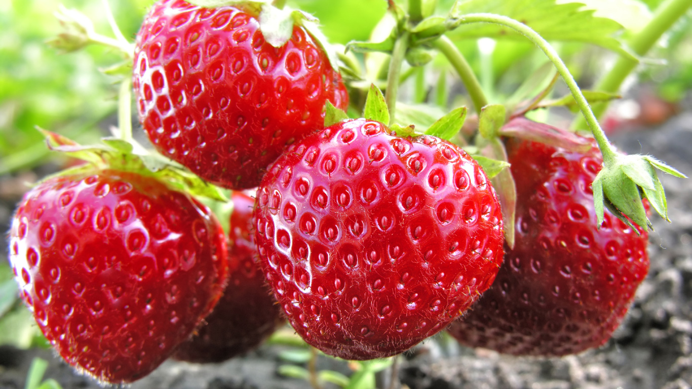 Erdbeeren: So vielfältig und vitaminreich sind die roten Früchte - Welt ...