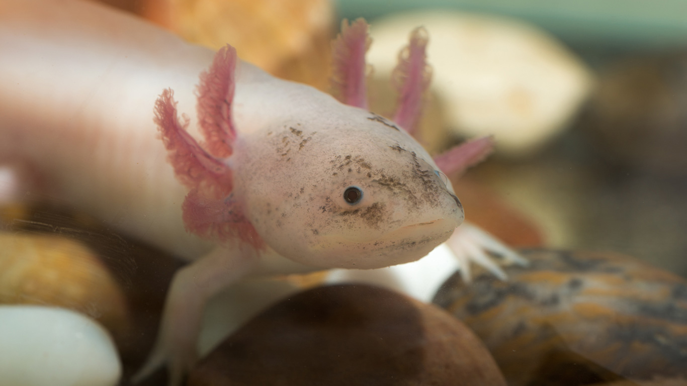 Bartagame, Axolotl und Co.: Lust auf ein exotisches Haustier? - Welt