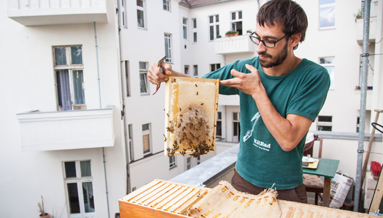 Die BienenBox ...